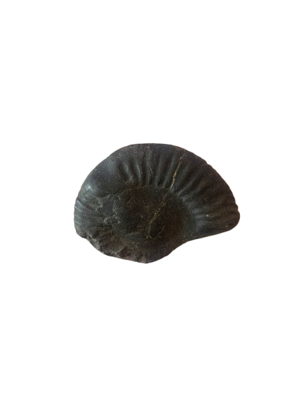 Hand-Picked Nepali Shaligram Stone - Divine Lord Vishnu Fossil for Home Mandir - Festive & Occasions 1pcs - Image 2